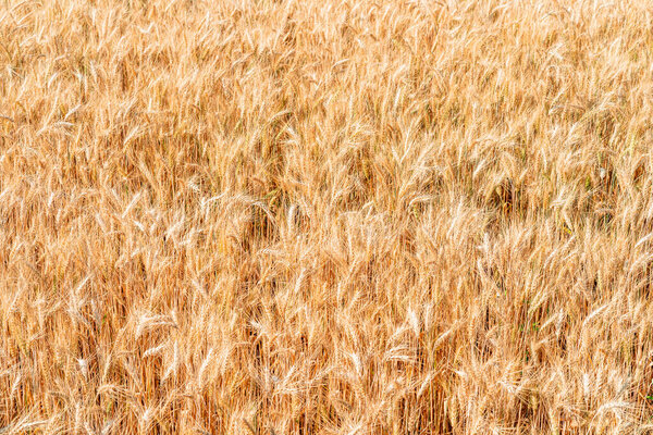 Golden wheat field in summer.