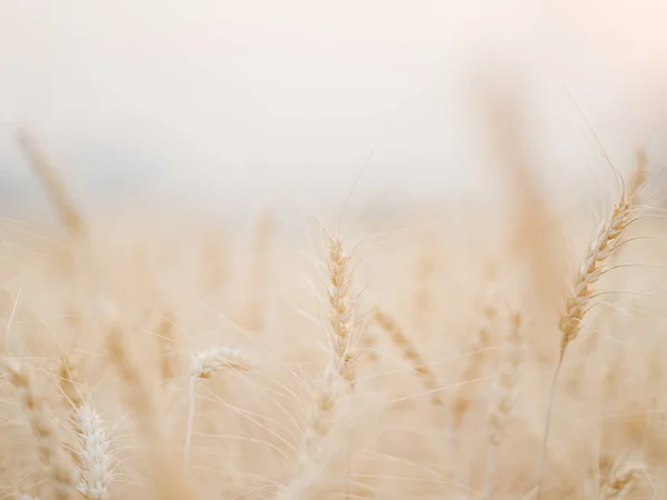 Золотое Пшеничное Поле Фоне Заката — стоковое фото
