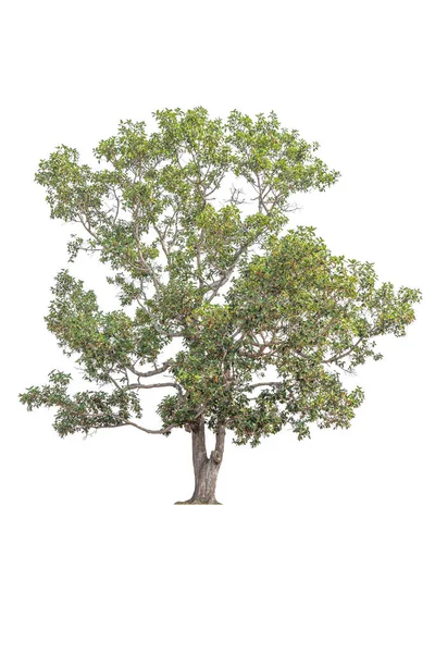 Árbol Grande Sobre Fondo Blanco — Foto de Stock