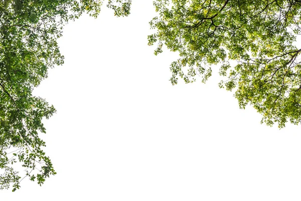 Green leaves on white background.