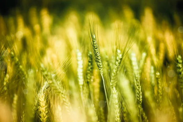 Закрыть Золотое Пшеничное Поле Летом — стоковое фото
