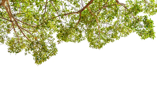 Ram Gröna Blad Träd Vit Bakgrund — Stockfoto