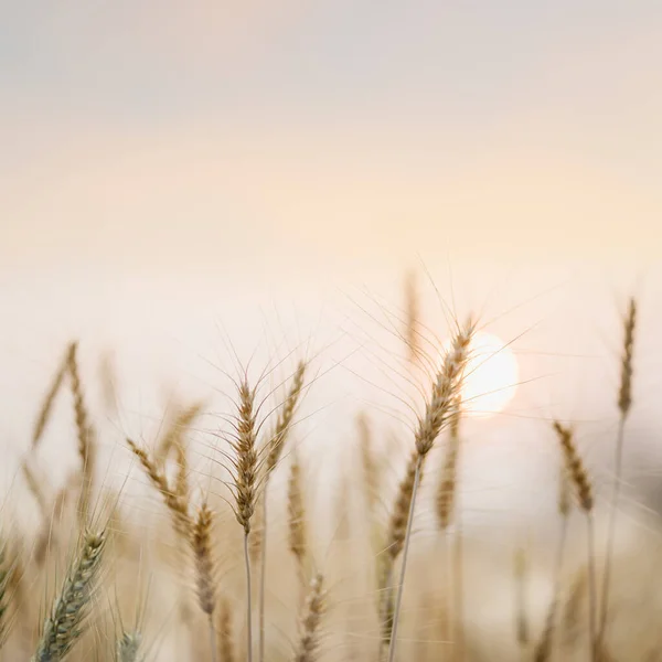 Красивые Поля Золотой Пшеницы Фоне Заката — стоковое фото