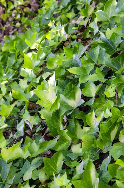 Parede de folhas de hera verde. Foco seletivo — Fotografia de Stock