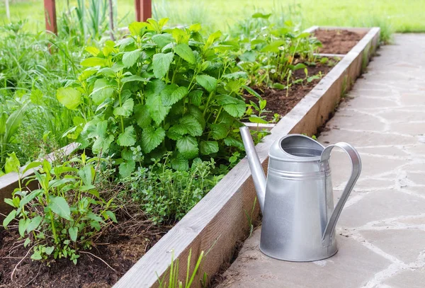 Piccolo giardino di erbe e annaffiatoio in metallo. Letto da giardino con menta verde e verde . — Foto Stock