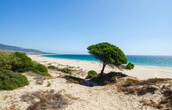 Blick auf den Atlantik, schöner langer Strand und einsame Kiefern von der Düne von Bolonia an der Atlantikküste von Tarifa, Provinz cadiz, Andalusien, Südspanien. — Stockfoto