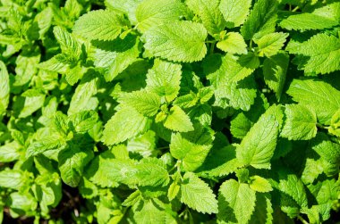 Taze nane, seçici odaklanma. Bitkisel ilaçlar ve doğal sağlık hizmeti konsepti. Doğal arkaplan