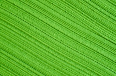 Yeşil kozmetik kil (salatalık yüz maskesi, avokado yüz kremi, bitkisel ovma, yeşil çay eşleşmesi vücut sargısı) yakından, seçici odaklanma. Fırça darbeleriyle soyut arkaplan. 