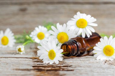Eski ahşap arka planda Roma papatyası yağı bulunan küçük cam şişe. Papatya çiçekleri, yaklaşın. Aromaterapi, spa ve bitkisel ilaç malzemeleri. Boşluğu kopyala. 