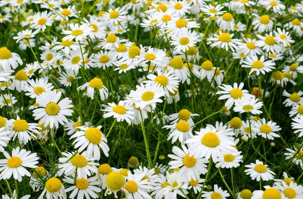 Camomilla Campo Fiori Bella Fioritura Camomilla Romana Medica Medicina Vegetale — Foto Stock