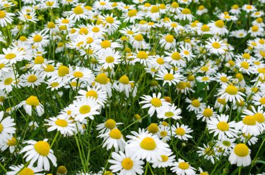 Papatya çiçeği tarlası. Roma papatyaları çok güzel çiçek açıyor. Bitkisel ilaçlar, aromaterapi konsepti. Seçici odak