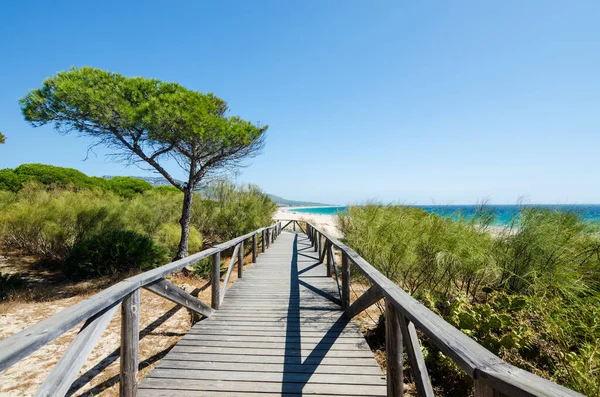 Çam Ormanından Bolonya Sahiline Tahta Yol Tarifa Atlantik Kıyıları Cadiz — Stok fotoğraf