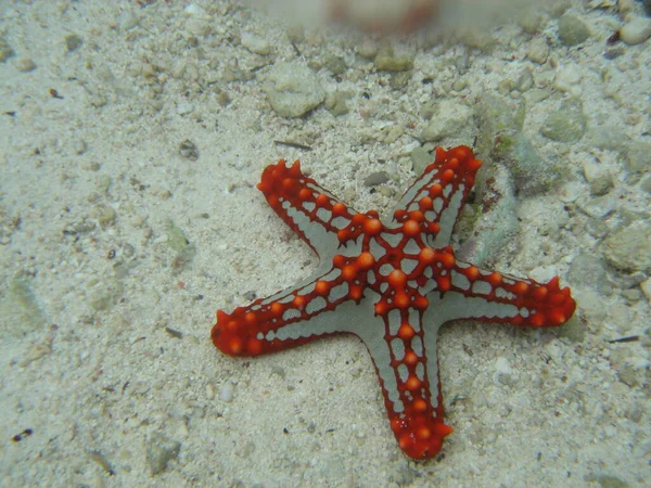 Stella Marina Sulla Sabbia Bianca Oceano Indiano Isola Zanzibar Barriera — Foto Stock