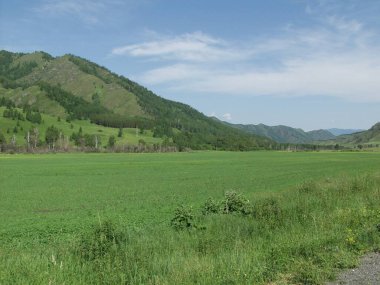Altai dağlarındaki çayırlar. Rusya