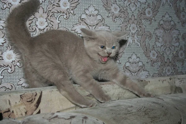 Gato Británico Llamado Dardos — Foto de Stock