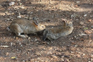 Çam iğneleri ile bir parkta oturan iki tavşan; 