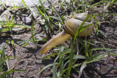 Sarı salyangoz çim İtalya bir bahçede yürüyüş 