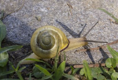 Sarı salyangoz çim İtalya bir bahçede yürüyüş 