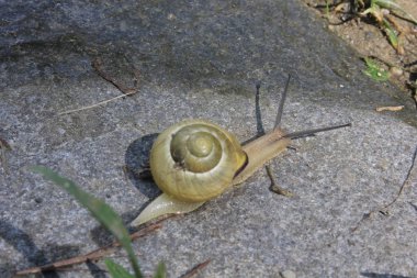 sarı budak taş yalak üzerinde yürüme çırpı 
