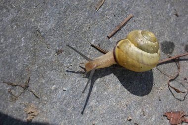 bir taş üzerinde yürüme sarı budak 