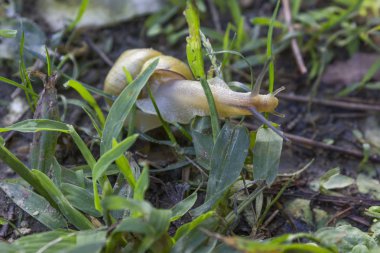 sarı salyangoz otların arasında yürüyüş  