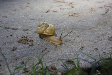 sarı salyangoz beton üzerinde yürüme 