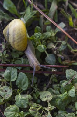 çim İtalya bir bahçede yürüyüş salyangoz