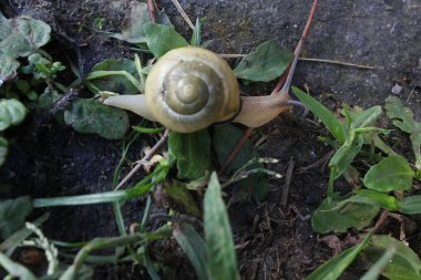 sarı salyangoz otların arasında yürüyüş