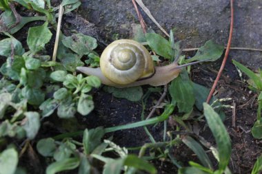 sarı salyangoz otların arasında yürüyüş  