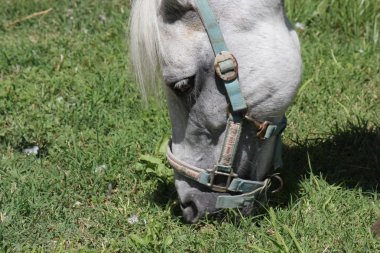 o bir at çim otlatma kapatın 