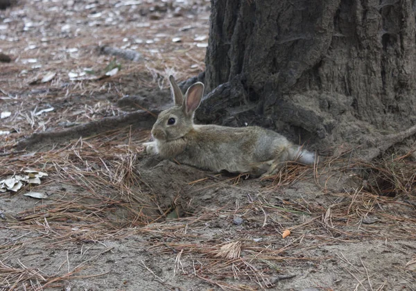 light brown rabbit standing in a park through pine needles