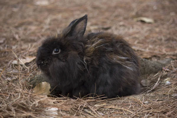 Siyah tavşan ayakta — Stok fotoğraf