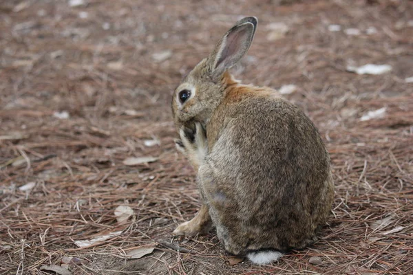 Bir meşe palamudu çam iğneleri ile yemek tavşan — Stok fotoğraf