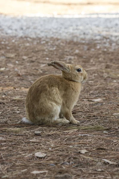 light brown rabbit standing