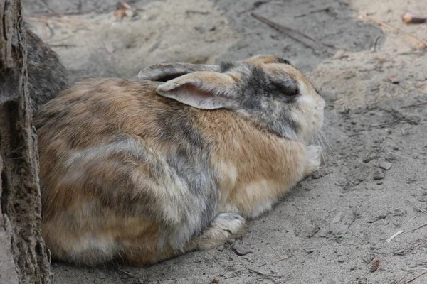 Rengarenk tavşan ayakta bir parkta — Stok fotoğraf