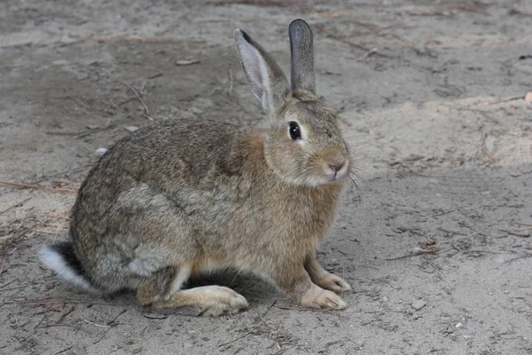 Hafif kahverengi tavşan ayakta bir parkta — Stok fotoğraf