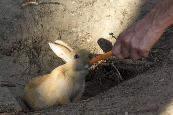 Králík jíst mrkev z lidské ruky — Stock fotografie