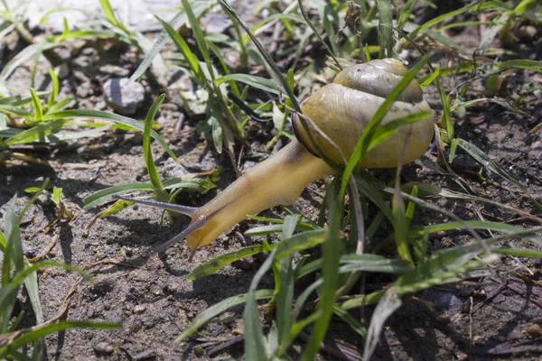 Sarı salyangoz çim İtalya bir bahçede yürüyüş 