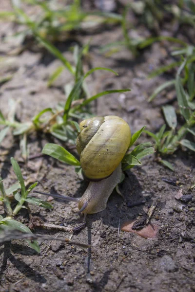 Sarı salyangoz çim İtalya bir bahçede yürüyüş 