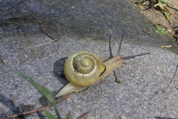 sarı budak taş yalak üzerinde yürüme çırpı 