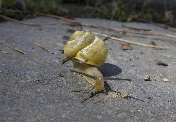 Empecilho amarelo que anda sobre uma pedra — Fotografia de Stock