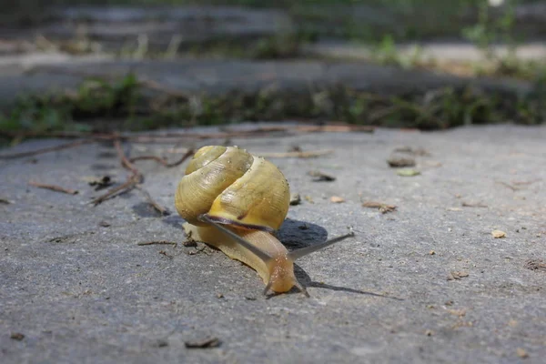 Empecilho amarelo que anda sobre uma pedra — Fotografia de Stock
