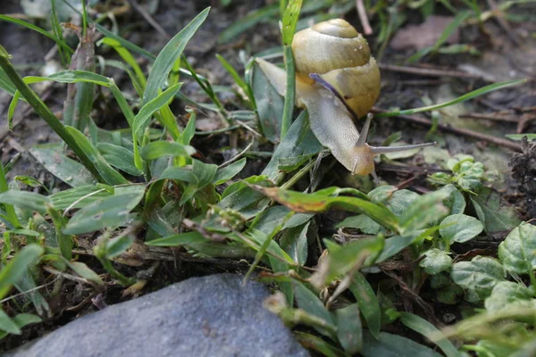 çim sarı salyangoz