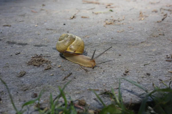 sarı salyangoz beton üzerinde yürüme 