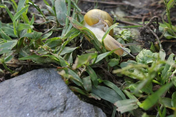 Caracol amarelo caminhando — Fotografia de Stock