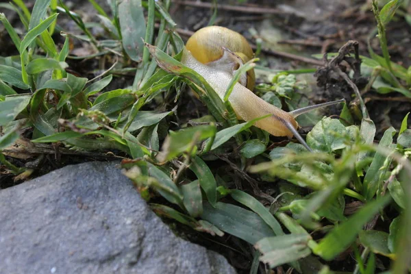 草の中を歩いて黄色のカタツムリ — ストック写真