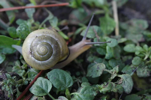 sarı salyangoz yürüyüş 