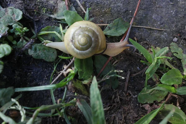 sarı salyangoz otların arasında yürüyüş