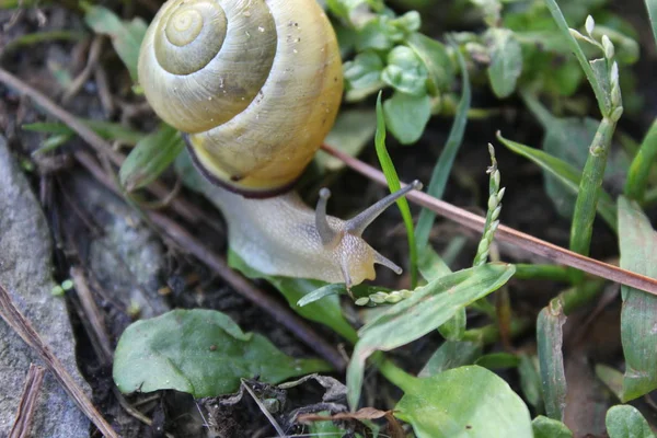 Sarı salyangoz çim İtalya bir bahçede yürüyüş  
