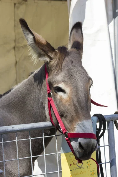 brown donkey with red head collar